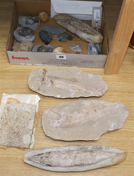 A collection of fossils, including fish (Aspidorhynchus ?) and ammonites,